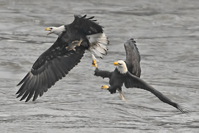 Two eagles battle it out over the caught fish