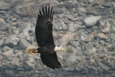A Bald eagle swoops low over the water
