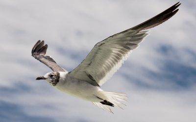 Pesky Seagull