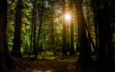 Trail of Cedars at Dawn