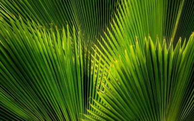 Palm Patterns